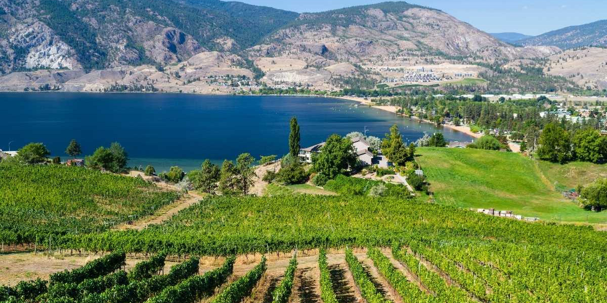 Winery Grape Vines in BC