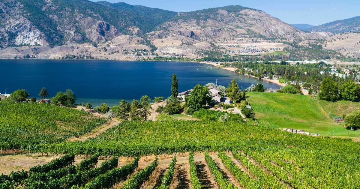 Winery Grape Vines in BC